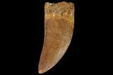 Serrated Carcharodontosaurus Tooth #68942-1
